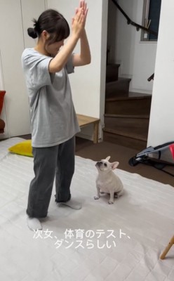 ダンスする高校生を見つめる小型犬