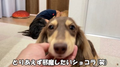 ショコラちゃんも思わずヤキモチ！？