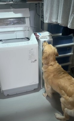 棚を鼻で押す犬