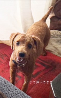 「ただいまぁ」