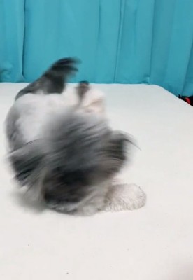 ゴロンするこりきくん