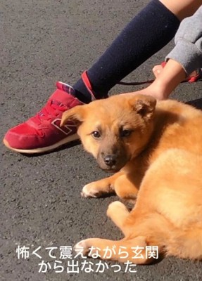 道端で固まるラムちゃん