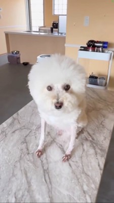 座る羊カットの犬、右斜めからのショット