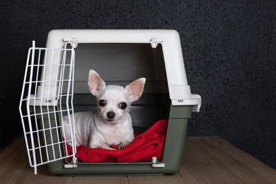 クレートに入る白いチワワ