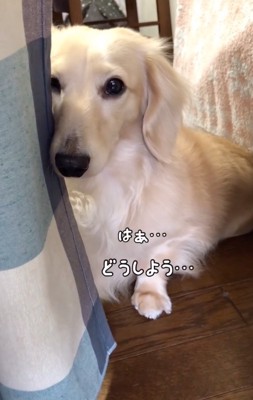 目が潤む犬