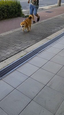女性に駆け寄る犬