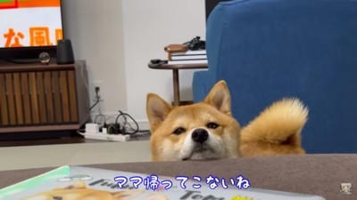 寂しい福ちゃん