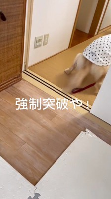 客人たちに近づいていく犬