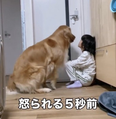 座る犬と女の子