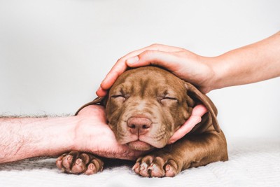 犬の耳を塞ぐ人間の手