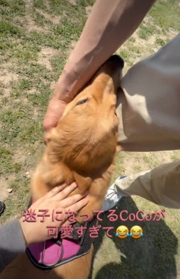 頭を撫でてもらう犬
