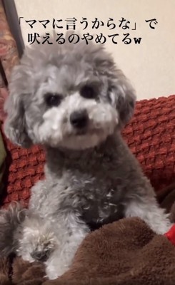 大人しくなるたろうまるくん