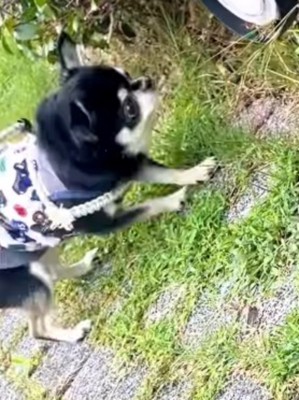 大きなライトに顔を近づける小さな犬