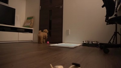 玄関を見つめる小殿くん