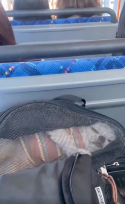 バッグの中の犬