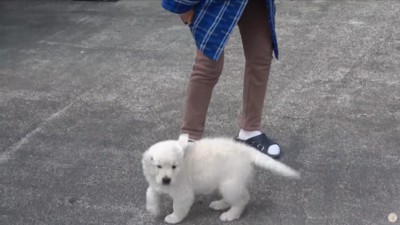 きっぱりしつける強さも