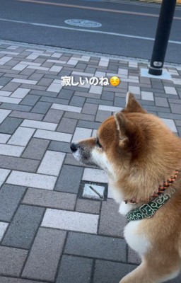 寂しい表情になることも