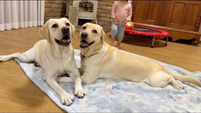 2頭の犬の背後から近寄る女の子