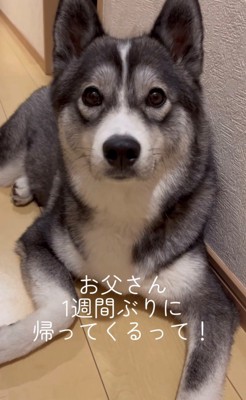 正面を見つめる犬