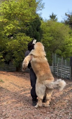 持ち上がらない