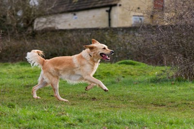 しっぽを振りながら走る犬