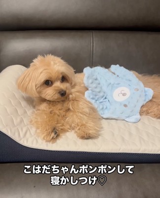 寝かしつけグッズを犬に