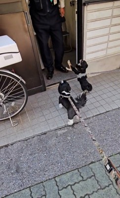 警察官に駆け寄る2匹の犬