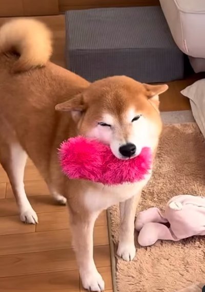 笑顔の犬