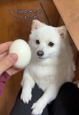 ゆで卵を欲しがるベラちゃん5