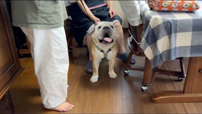 リードとハーネスをつけられた雄犬