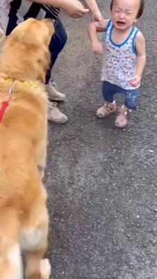 泣いてしまった男の子を見つめる犬