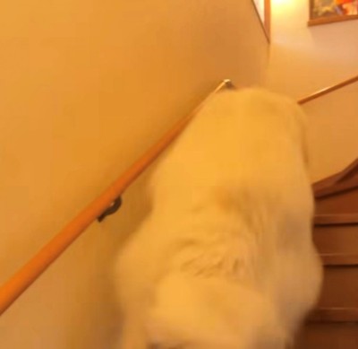 階段を一気に駆け上がる犬の後ろ姿