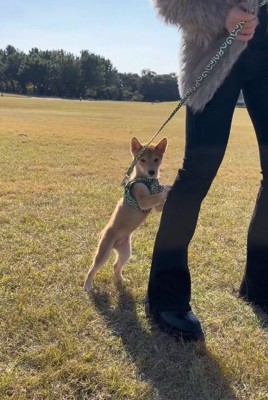 二足歩行する小次郎くん