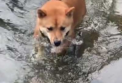 運動神経抜群なマルちゃん