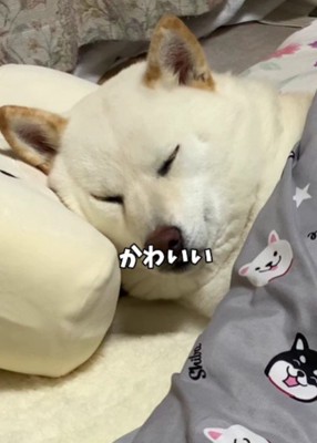 人間みたいな寝姿にキュン♡