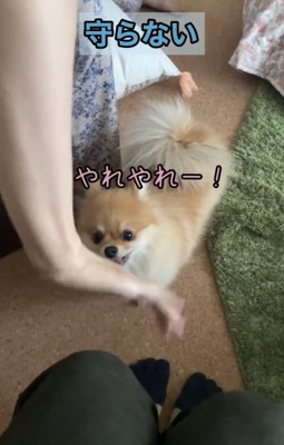 手元を眺める犬