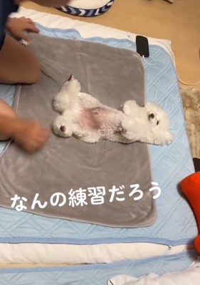 おくるみに仰向けになる犬