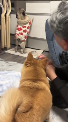 立ち上がってキッチンの上を探すパグ