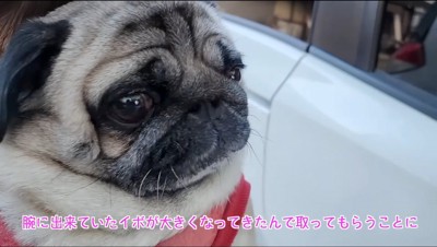 女性に抱っこされる犬