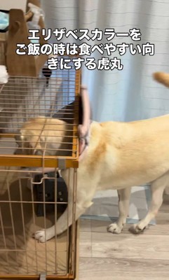 エリザベスカラーを入り口に当てて…