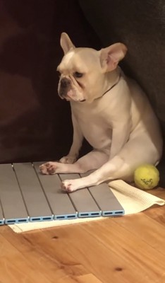 静かに座り続ける犬