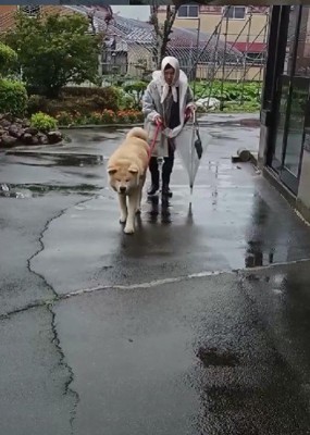 雨の日のお散歩も…