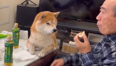 おじいちゃんのおやつを見つめる柴犬