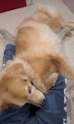 きなこちゃんの寝かしつけ