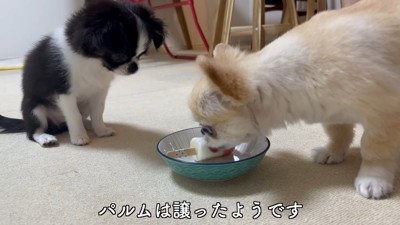 ピノちゃん&パルムちゃんのアイス争奪戦6