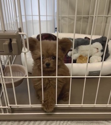 柵から足を下ろす犬