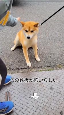 道路に敷かれた鉄の板の前に座り込む犬