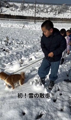 雪の中散歩する柴犬