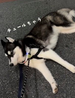 チュールを見せられても動かない犬