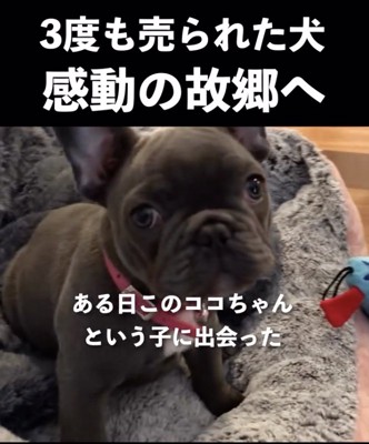 運命の出会いが